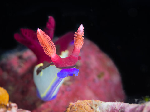 Nembrotha chamberlaini