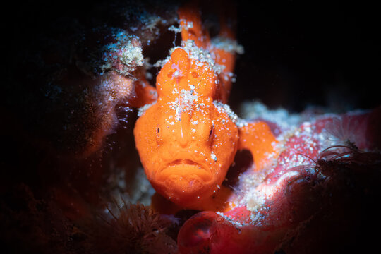 Painted frogfish