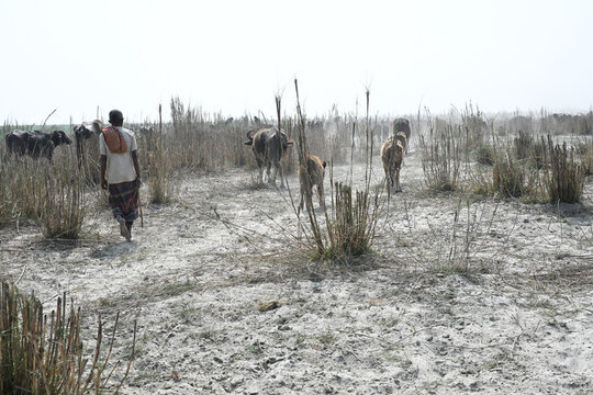 Gaibandha District, Rangpur Division, Bangladesh - 17 February 2026: View of a man herding cattle through the dry, sandy landscape of Char Krishnamani with sparse vegetation.