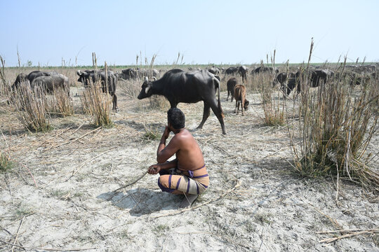 Gaibandha District, Rangpur Division, Bangladesh - 17 February 2026: View of a man crouching in a dry field watching a herd of water buffalo grazing among tall, dry grasses.
