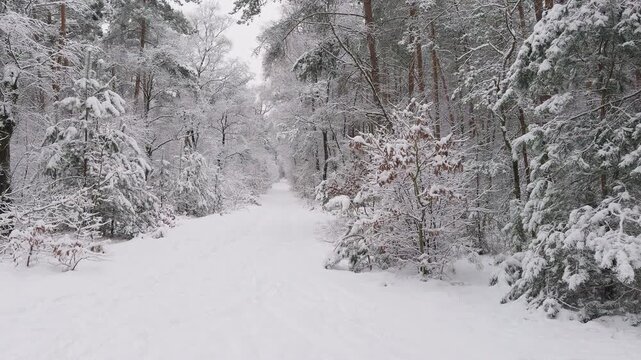 Snow-covered forest road winding through a winter woodland after fresh snowfall. Slow right to left camera pan across the snowy forest.