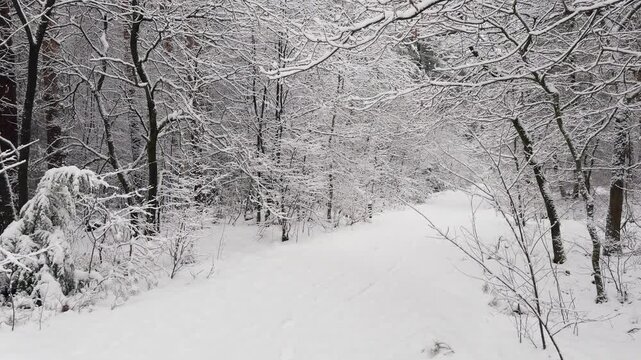 Snow-covered forest path in a tranquil winter woodland after fresh snowfall. Slow forward camera movement around a bend onto the snowy trail.