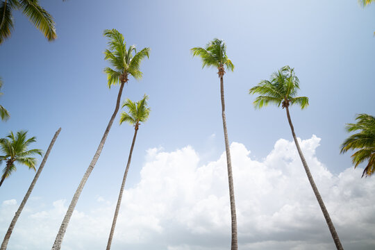 Aerial view of tall palm trees reaching towards a bright blue sky with fluffy white clouds in La Romana, La Romana Province, Dominican Republic.