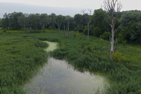 Aerial view of a marshy pond with green algae surrounded by lush reeds and a dense forest with dead trees in Poland.