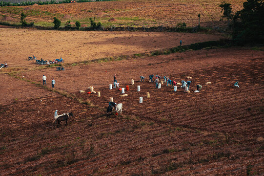 Constanza, La Vega Province, Dominican Republic - 15 July 2026: Aerial view of farmers harvesting crops in a large brown field with white sacks and horses.