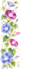 Fototapeta premium Morning glory vine vertical side border watercolor illustration