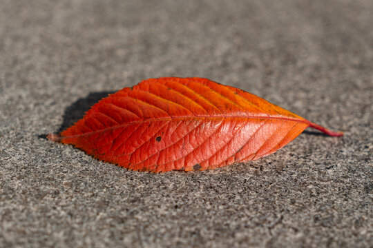 Red autumn leaf on the ground