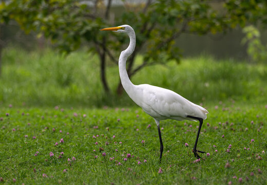 Great egret walking in a field with purple flowers.