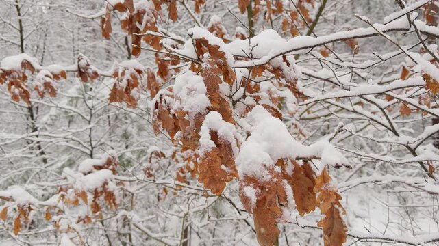 Brown oak leaves covered with fresh snow in a winter forest, highlighting the contrast between autumn foliage and winter snowfall. Slow downward camera movement through the woodland.