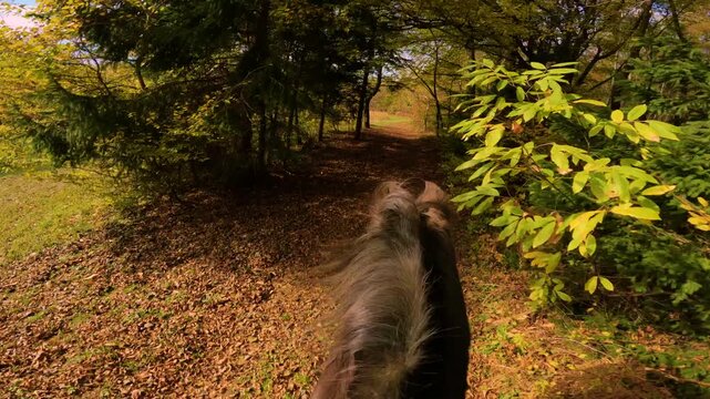 POV, FPV: Looking past a flowing dark brown mane as horse gallops along vibrant forest. Golden fallen leaves cover the path bordering a green meadow under blue sky on a sunny autumn day in Slovenia.