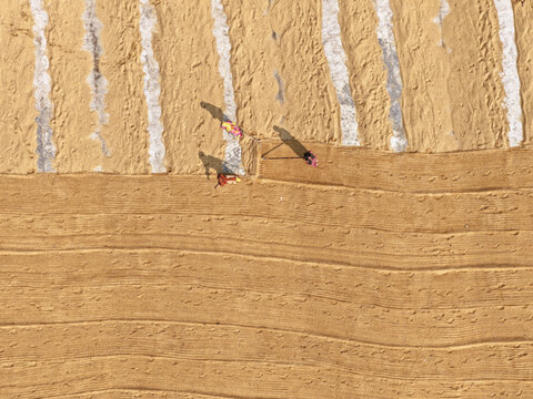 Brahmanbaria, Bangladesh - 24 January 2026: Aerial view of Ashuganj, showing workers spreading golden rice grains to dry on the ground in long rows under the bright sun.