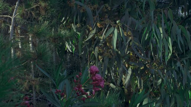 Close-up of pink oleander flowers and eucalyptus leaves in natural garden setting