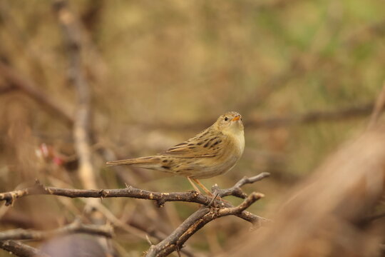 The common grasshopper warbler or just grasshopper warbler (Locustella naevia) is a species of Old World warbler in the genus Locustella.  This photo was taken in west India.