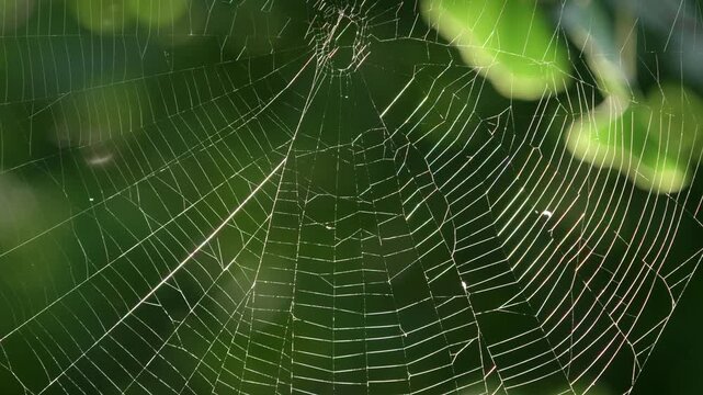 Tokyo,Japan - August 7, 2026: Spider net illuminated with the rising sun