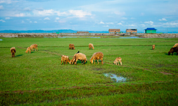 Sonagazi Upazila, Chittagong Division, Bangladesh - 14 June 2025: View of sheep grazing in a lush green field under a bright blue sky with rural structures in the background.