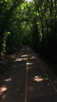 Aerial view of the Bilar Man-Made Forest with dense mahogany trees lining the road in Bilar, Central Visayas, Philippines.