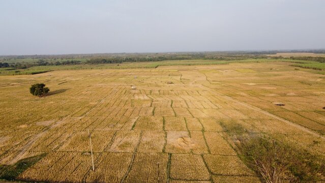 Aerial view of harvested rice fields with grid patterns and scattered trees in the rural landscape of Kertajati, West Java, Indonesia.