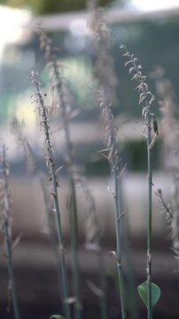 Withered hosta flower stems in soft natural light, dried blooms and green leaves against a blurred garden background. Seasonal beauty of decay.