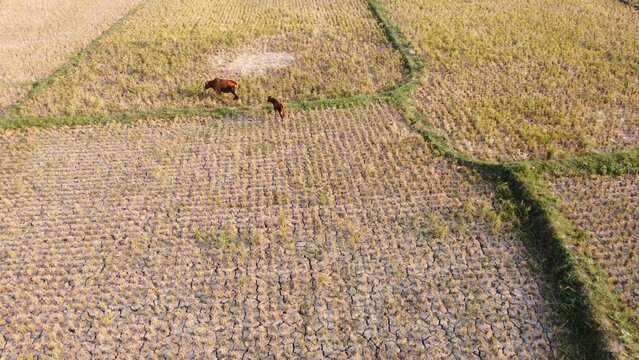 Aerial view of dry, cracked rice paddies with two cows grazing in Kertajati, West Java, Indonesia.