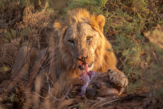 View of a male lion feeding on its prey amidst dry savanna brush during the golden hour in Kenya.