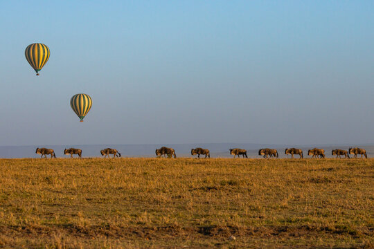 View of a line of wildebeest migrating across the golden savanna plains under a clear sky with two hot air balloons floating above in Kenya.