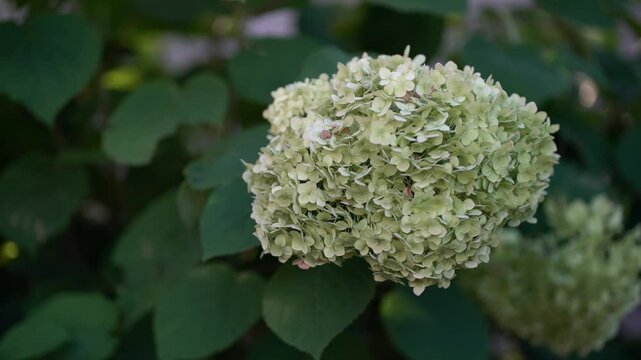 Beautiful hydrangea flower head in soft green tones against blurred foliage, capturing fresh summer garden beauty and natural serenity for floral or outdoor themes.