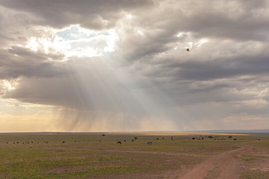 View of wildebeest grazing on the vast savannah under dramatic storm clouds with sun rays breaking through in Kenya.