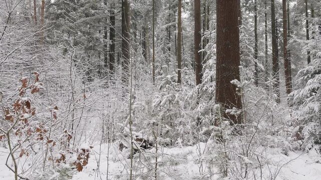Snow-covered pine trees and woodland vegetation in a tranquil winter forest after fresh snowfall. Slow left to right camera slide through the snowy woodland.