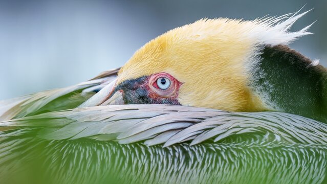 View of a brown pelican resting with its head tucked into its wing, showing its bright blue eye and yellow-crowned plumage in San Diego, California, United States.