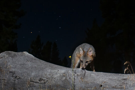Gray fox kit (Urocyon cinereoargenteus) on a weathered log under the Scorpius constellation, Lassen County, California.  DSLR camera trap image/