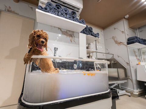 A cute poodle takes a bath in a grooming salon.