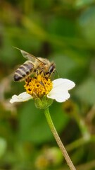 Abeja, polinización, naturaleza © Emiliano
