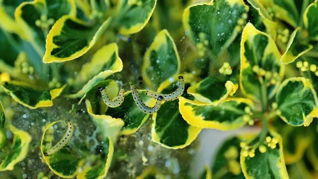 Euonymus shrub covered with caterpillar silk webbing.pest control. 4k footage