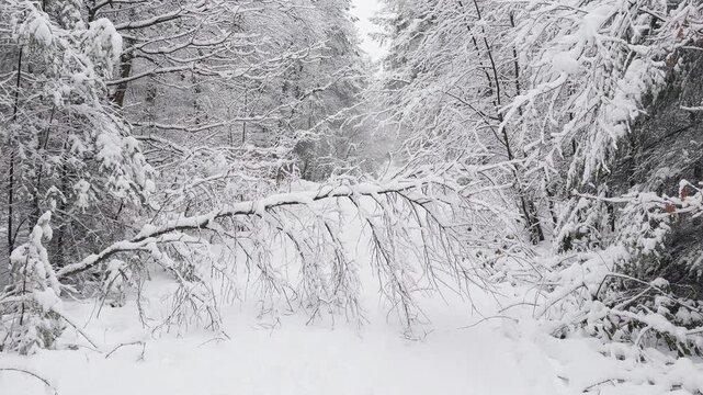 Snow-covered fallen tree blocking a forest path after heavy winter snowfall. The downed tree creates a natural obstacle on the woodland trail.