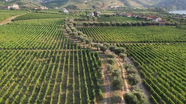 Aerial view of Douro Vinhateiro vineyards with olive trees and rolling hills near the river in Cambres, Viseu, Portugal.