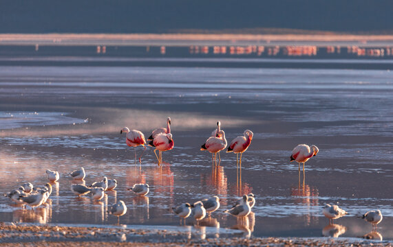 View of flamingos wading in the shallow, mineral-rich waters of Laguna Colorada, with soft morning light reflecting on the surface in Sur Lipez, Potosi Department, Bolivia.