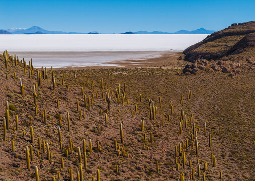 Aerial view of Uyuni Salt Flat with numerous cacti covering the rocky hillside under a clear blue sky in Uyuni, Potosi Department, Bolivia.