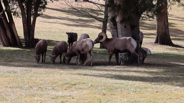 Group of bighorn sheep during the rut in their natural habitat.