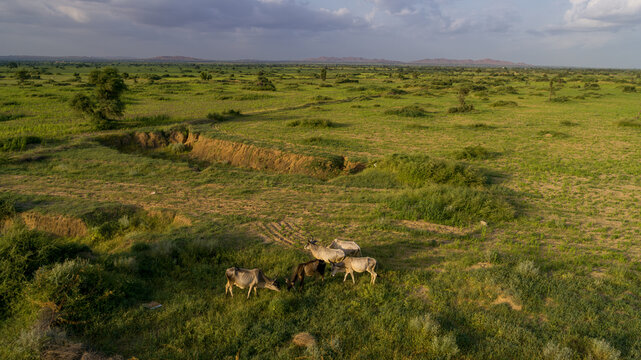 Aerial view of cows grazing in the lush green fields of the Nagarparkar region with rolling hills under a soft sky in Nagarparkar, Sindh, Pakistan.