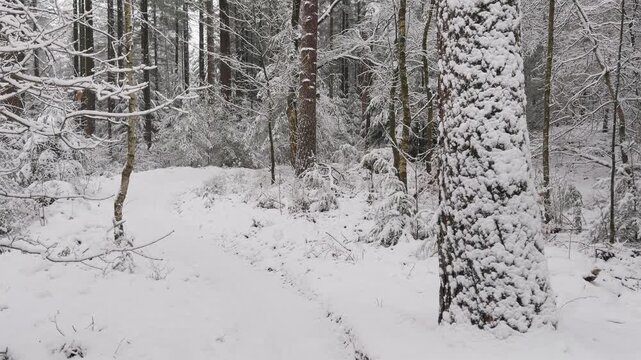 Walking forward along a snow-covered forest path through a tranquil winter woodland. Fresh snowfall blankets the ground, trees, and undergrowth, creating a peaceful natural landscape