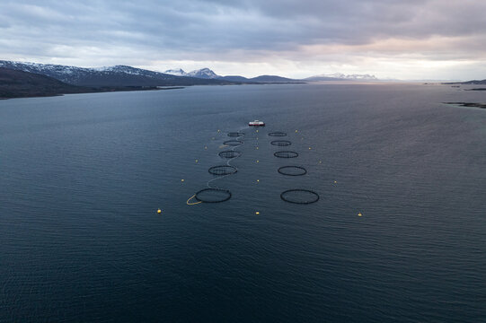 Aerial view of circular fish farming cages and a floating platform in the calm sea, surrounded by snowy mountains in the background in Skaland, Lofoten, Norway.