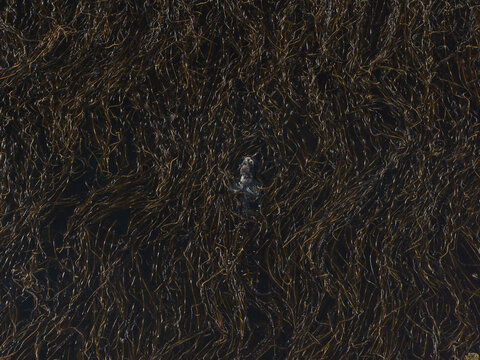 Aerial view of a dense kelp forest floating on the water surface in Unalaska, Alaska, United States.