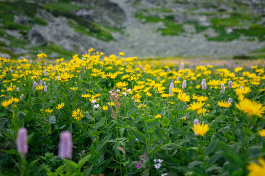 View of Kvetnica meadow filled with vibrant yellow wildflowers and purple blooms against a backdrop of rocky mountain slopes, Poprad, Presov Region, Slovakia.
