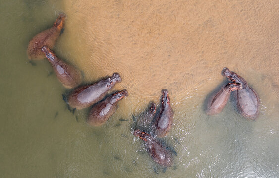 Aerial view of a pod of hippos swimming in the shallow river water near a sandy bank in Chirundu, Lusaka Province, Zambia.