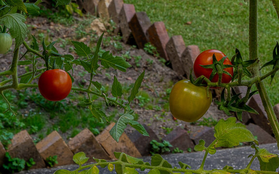  Tomatoes at different stages of ripening on a vine. A garden setting is visible with a brick border and greenery.
