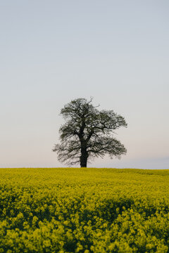 View of a solitary tree standing in a vibrant yellow rapeseed field under a clear sky in Milford, England, United Kingdom.