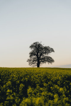 View of a solitary tree standing in a field of yellow rapeseed flowers under a clear sky in Milford, England, United Kingdom.
