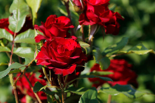 dark red roses in the garden

