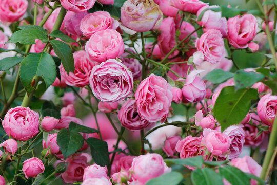 small pink roses on the bush