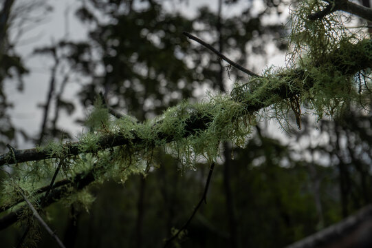 View of light green lichen growing on a tree branch with water droplets in the forest near Devils Slide, Albany, WA, Australia.